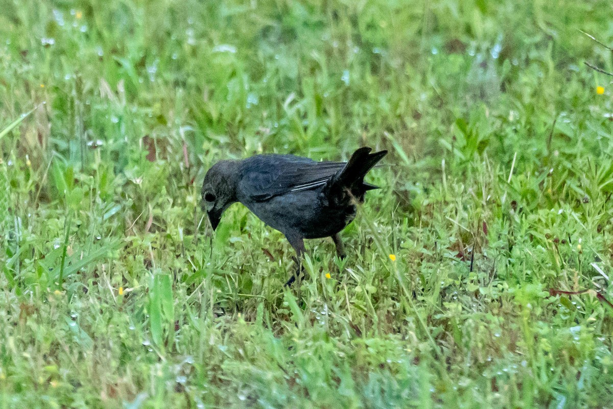Brown-headed Cowbird - ML635579431