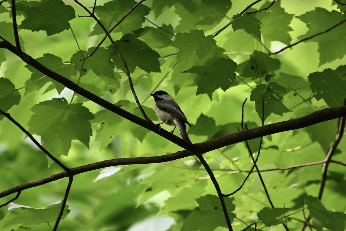 Carolina Chickadee - ML635579436