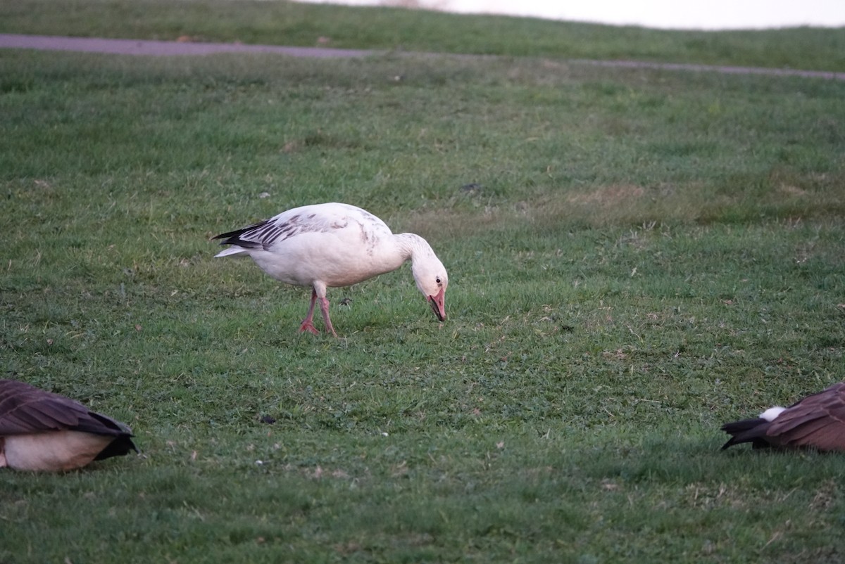 Snow Goose - ML635579456