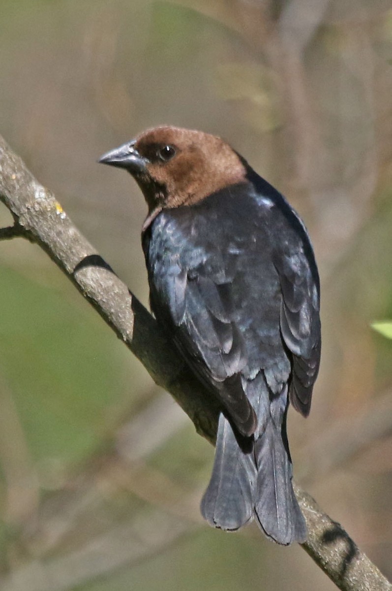 Brown-headed Cowbird - ML635579480
