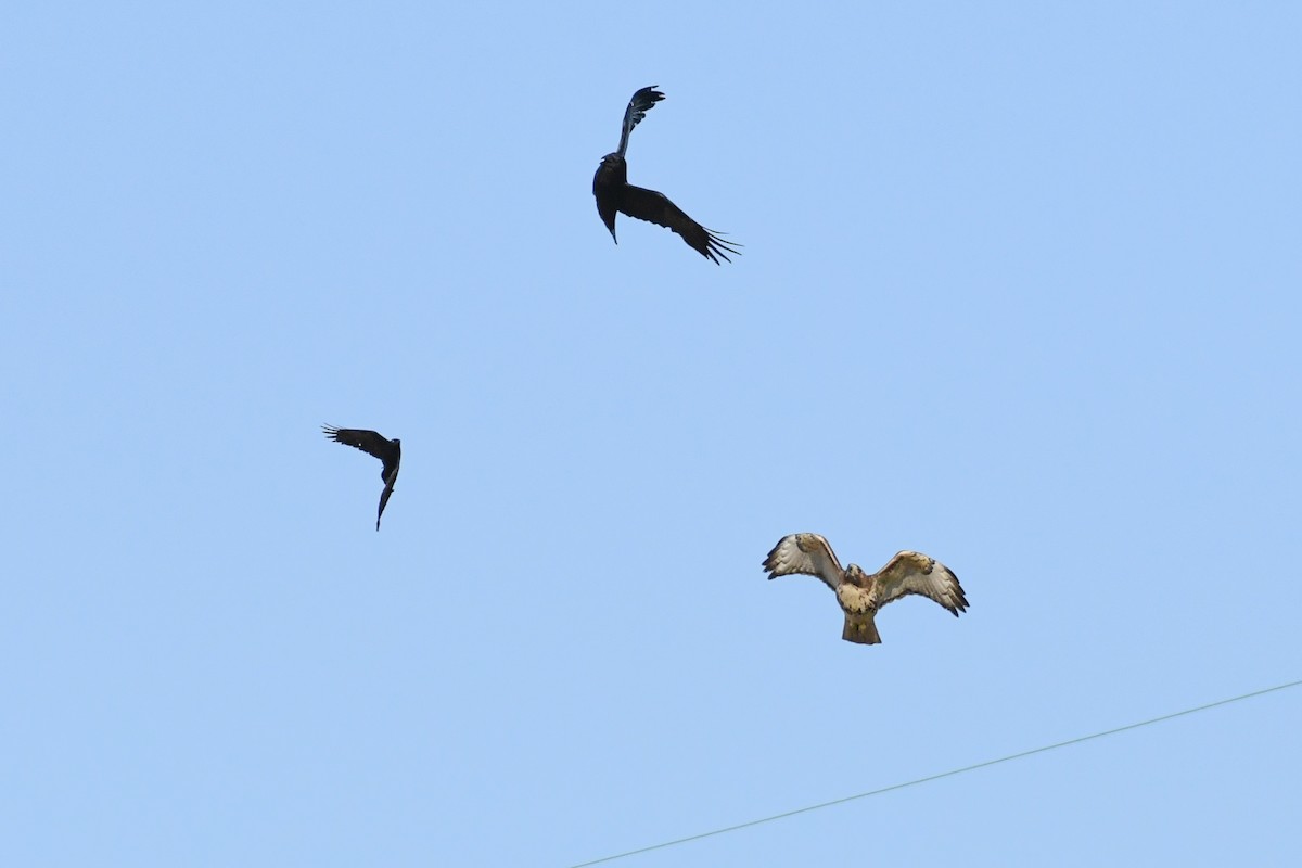 Red-tailed Hawk (borealis) - ML635579493