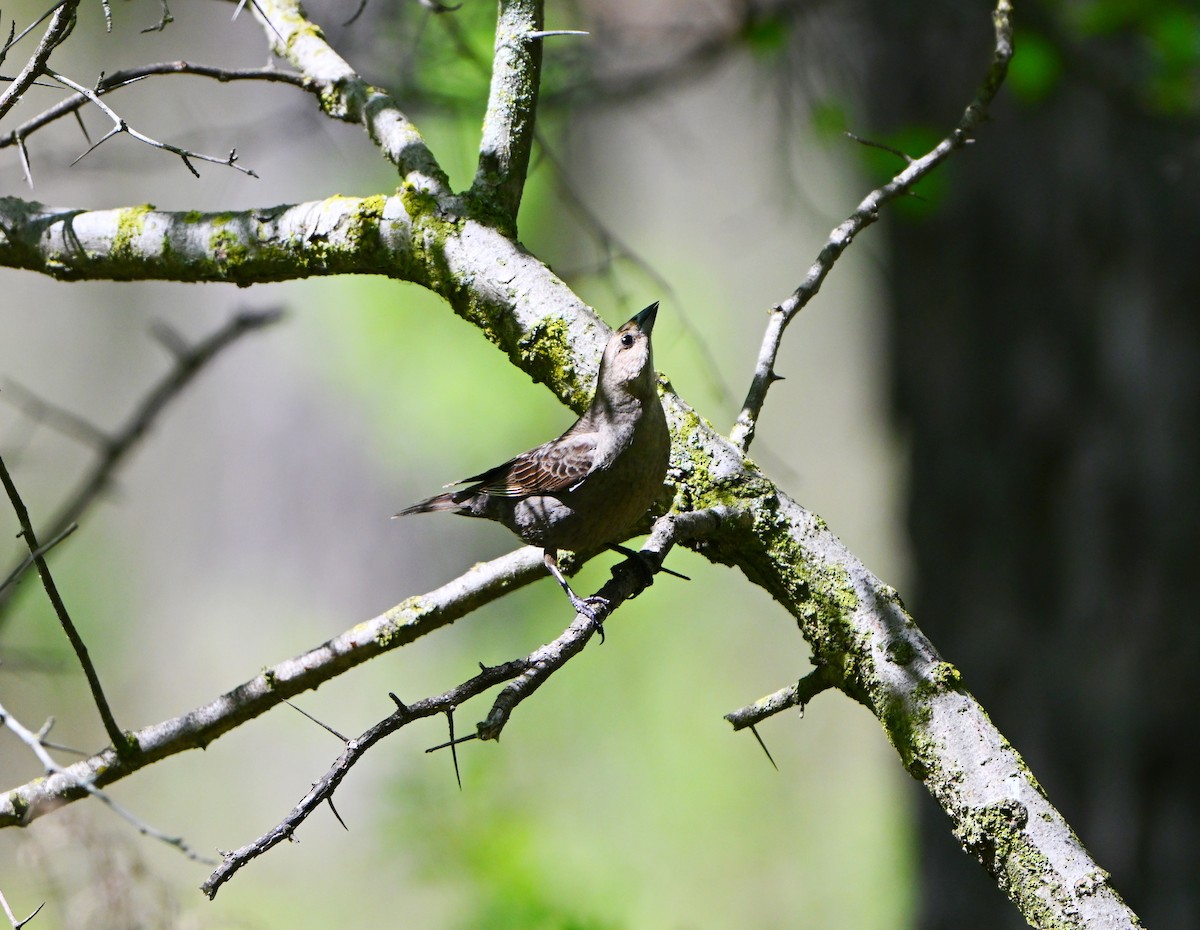 Brown-headed Cowbird - ML635579552