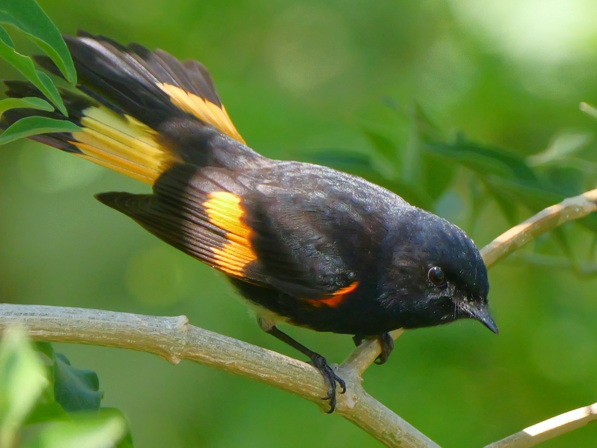 American Redstart - ML635579581