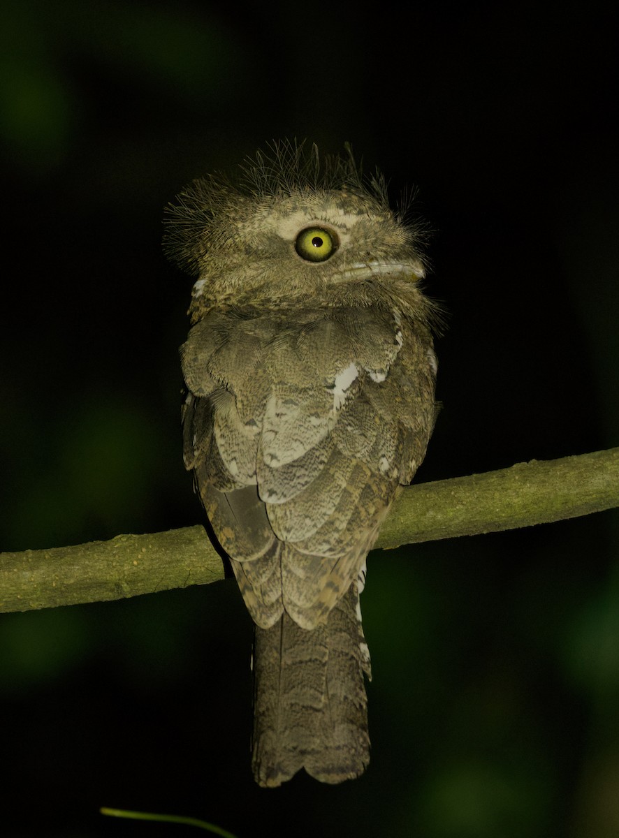 Palawan Frogmouth - ML635579591