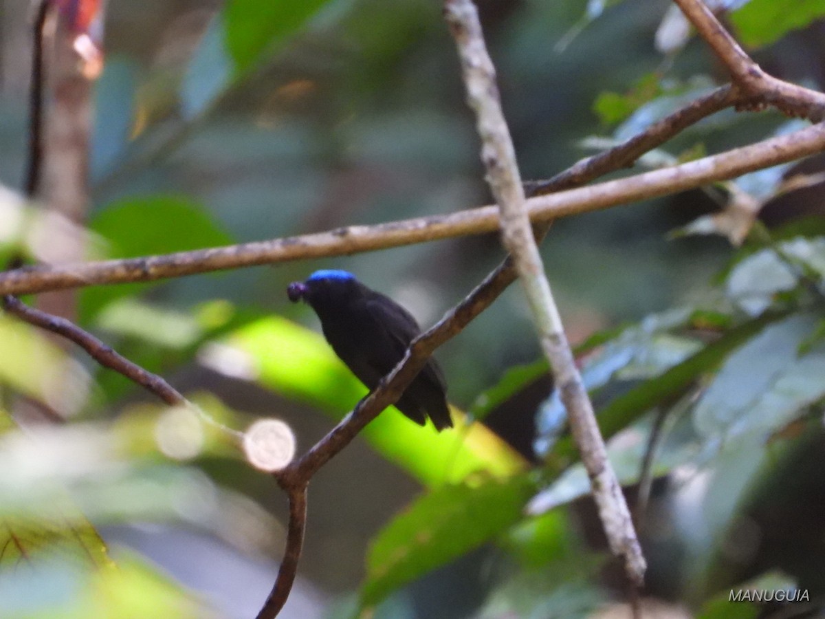 Mavi Tepeli Manakin - ML635579627