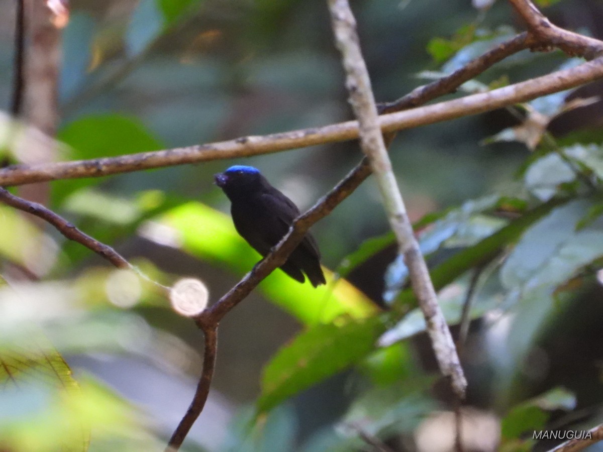 Mavi Tepeli Manakin - ML635579628