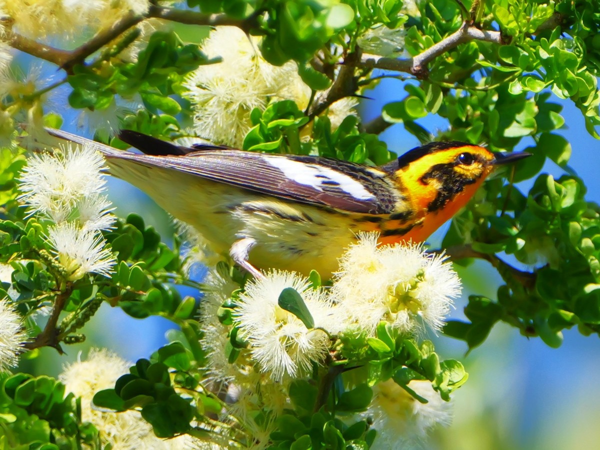 Blackburnian Warbler - ML635579657