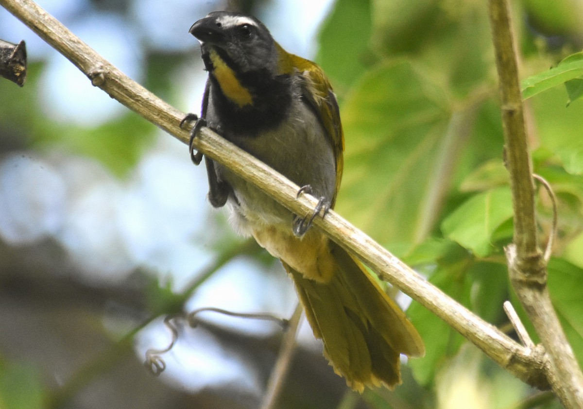 brunstrupesaltator - ML635579743