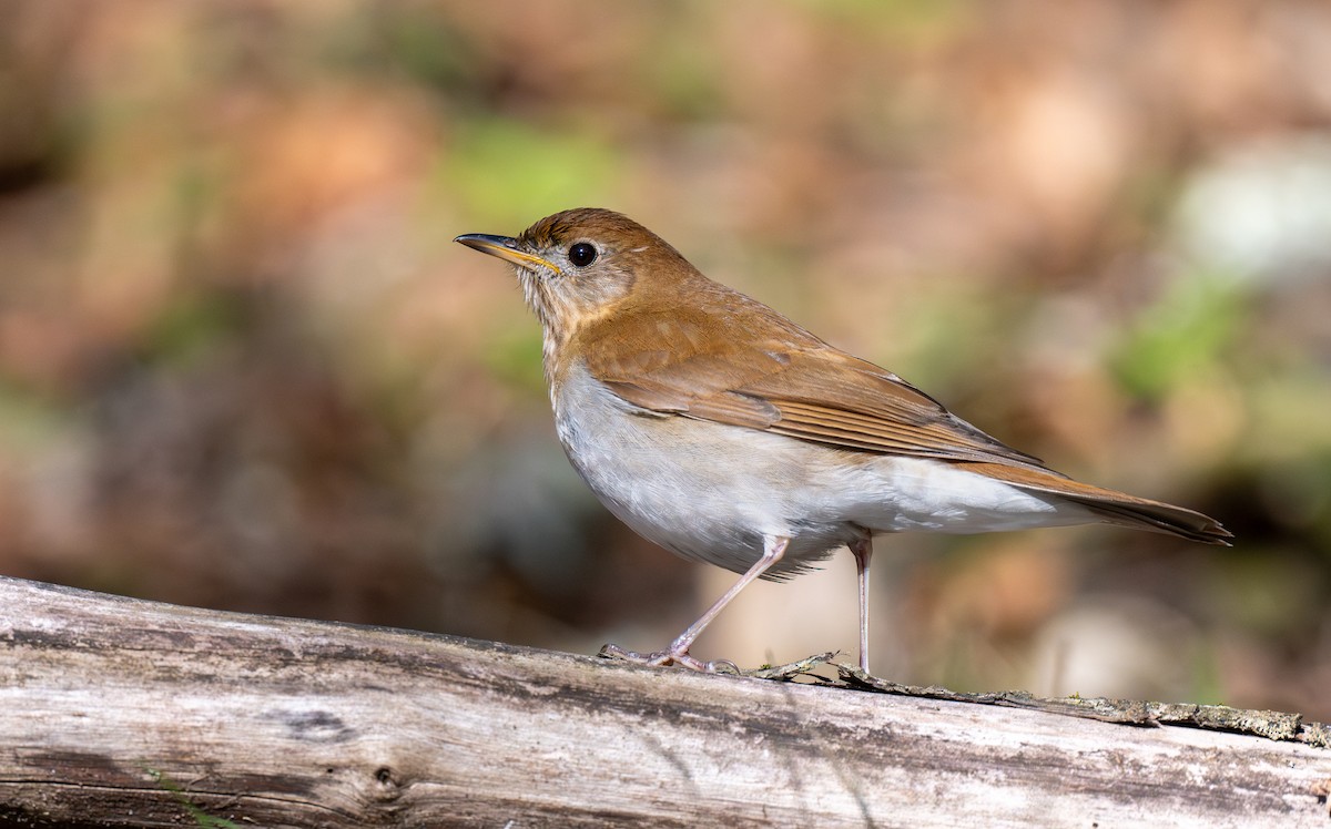 Veery - ML635579764