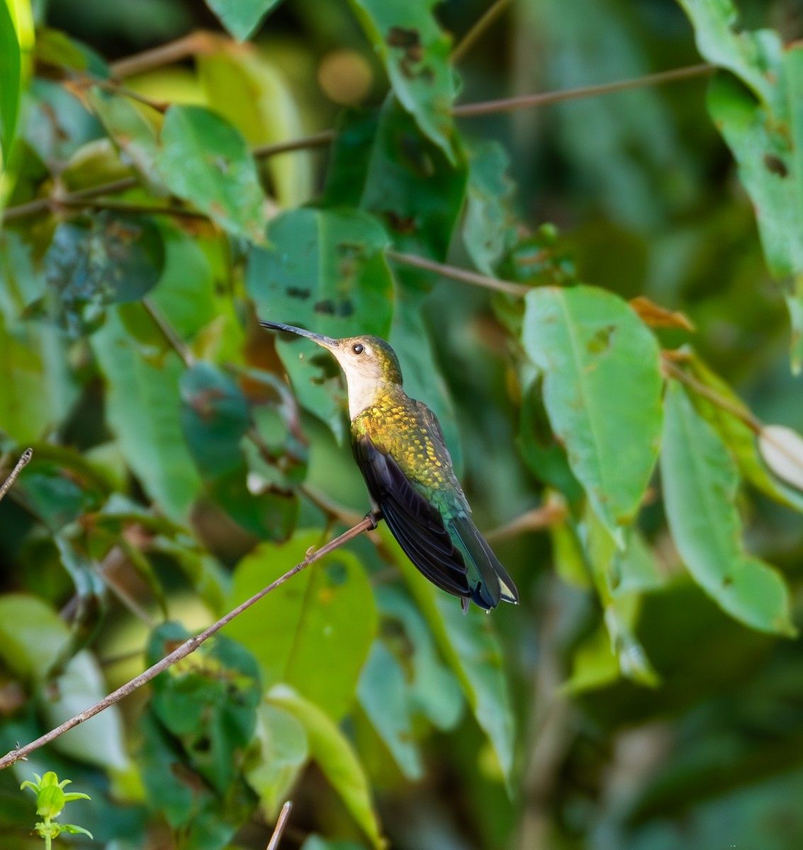 Gray-breasted Sabrewing (obscurus) - ML635579770