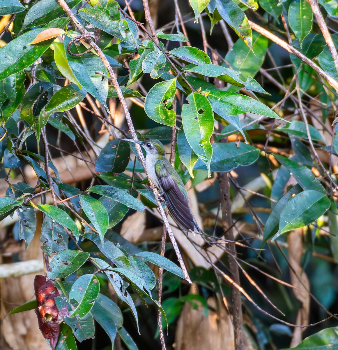 Gray-breasted Sabrewing (obscurus) - ML635579772