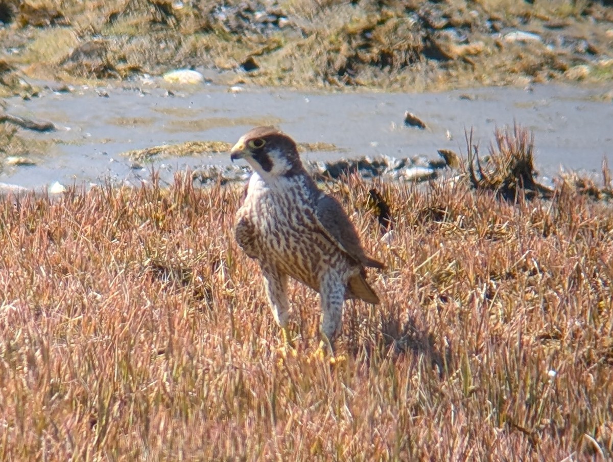 Peregrine Falcon - ML635579781
