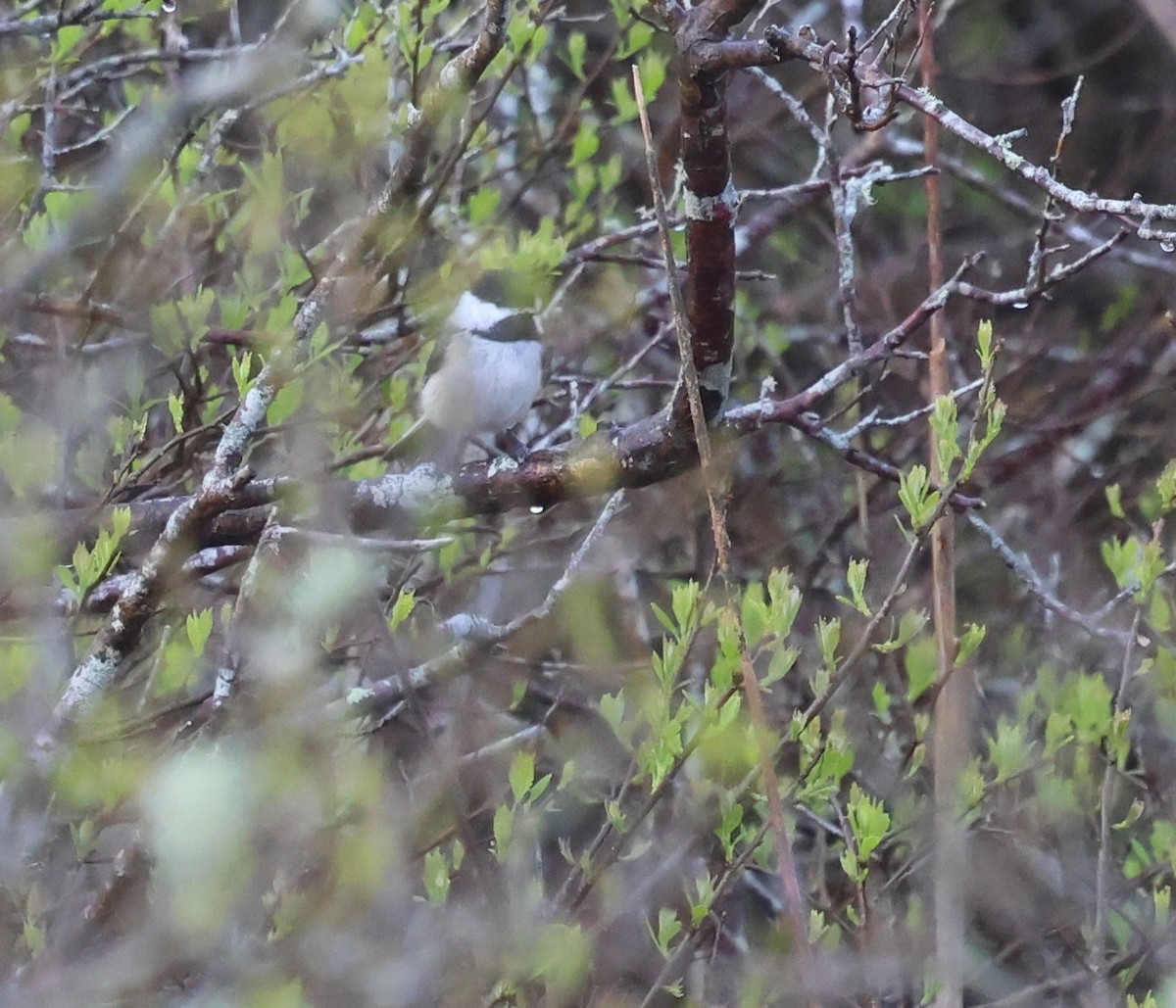 Black-capped Chickadee - ML635579782