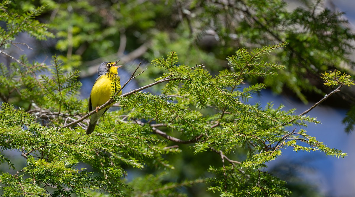 Canada Warbler - ML635579788