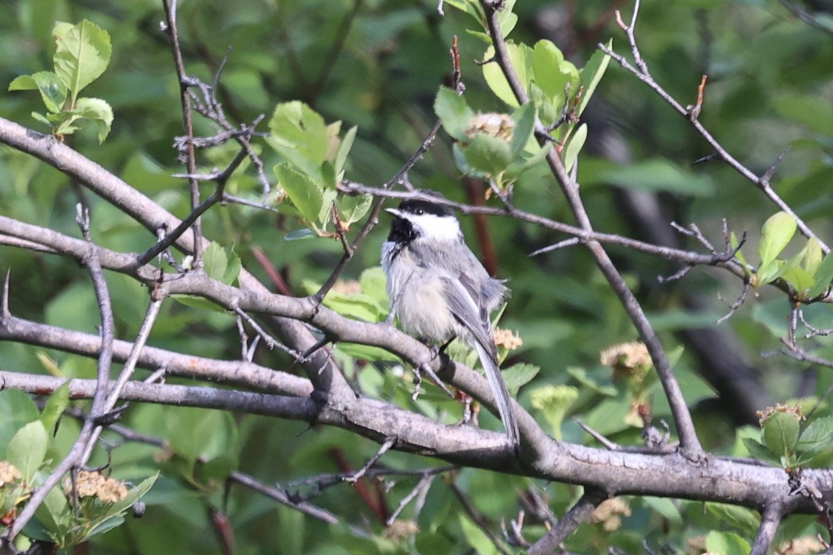 Black-capped Chickadee - ML635579800