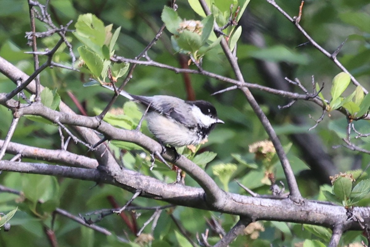 Black-capped Chickadee - ML635579801