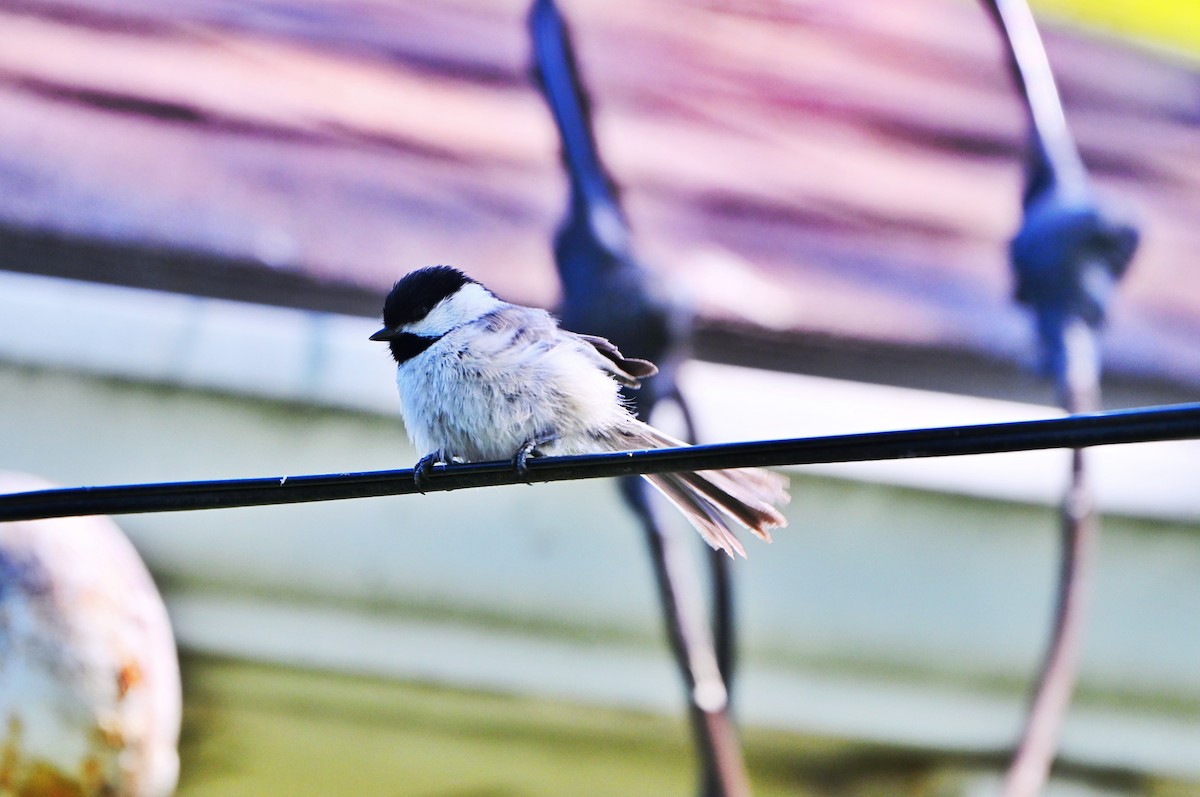 Black-capped Chickadee - ML635579839