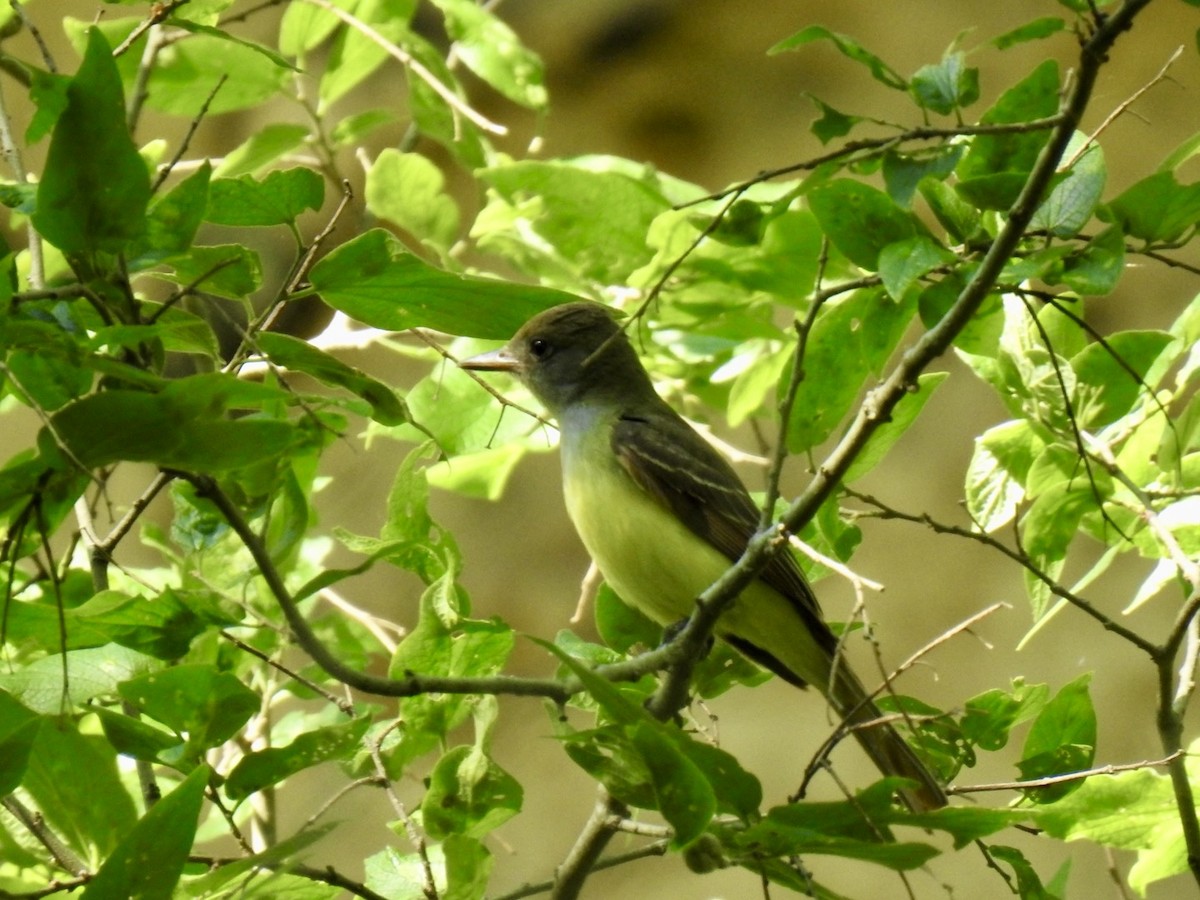 Great Crested Flycatcher - ML635579855