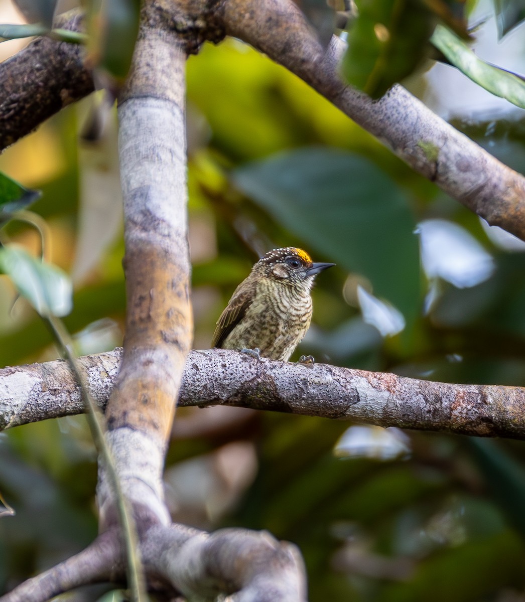 Bar-breasted Piculet - ML635579895