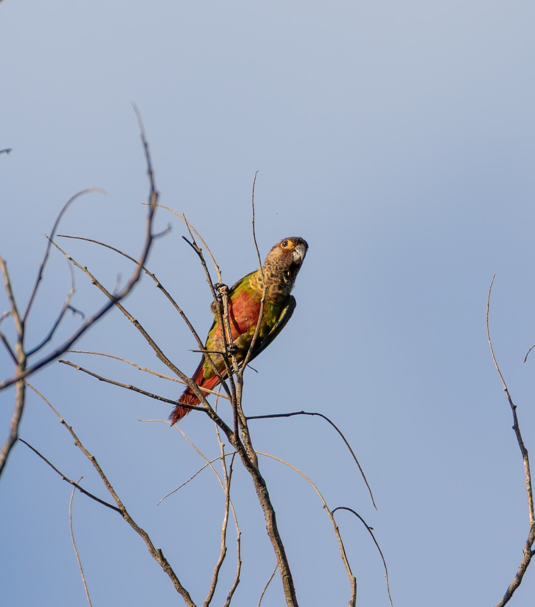 Bonaparte's Parakeet - ML635579948