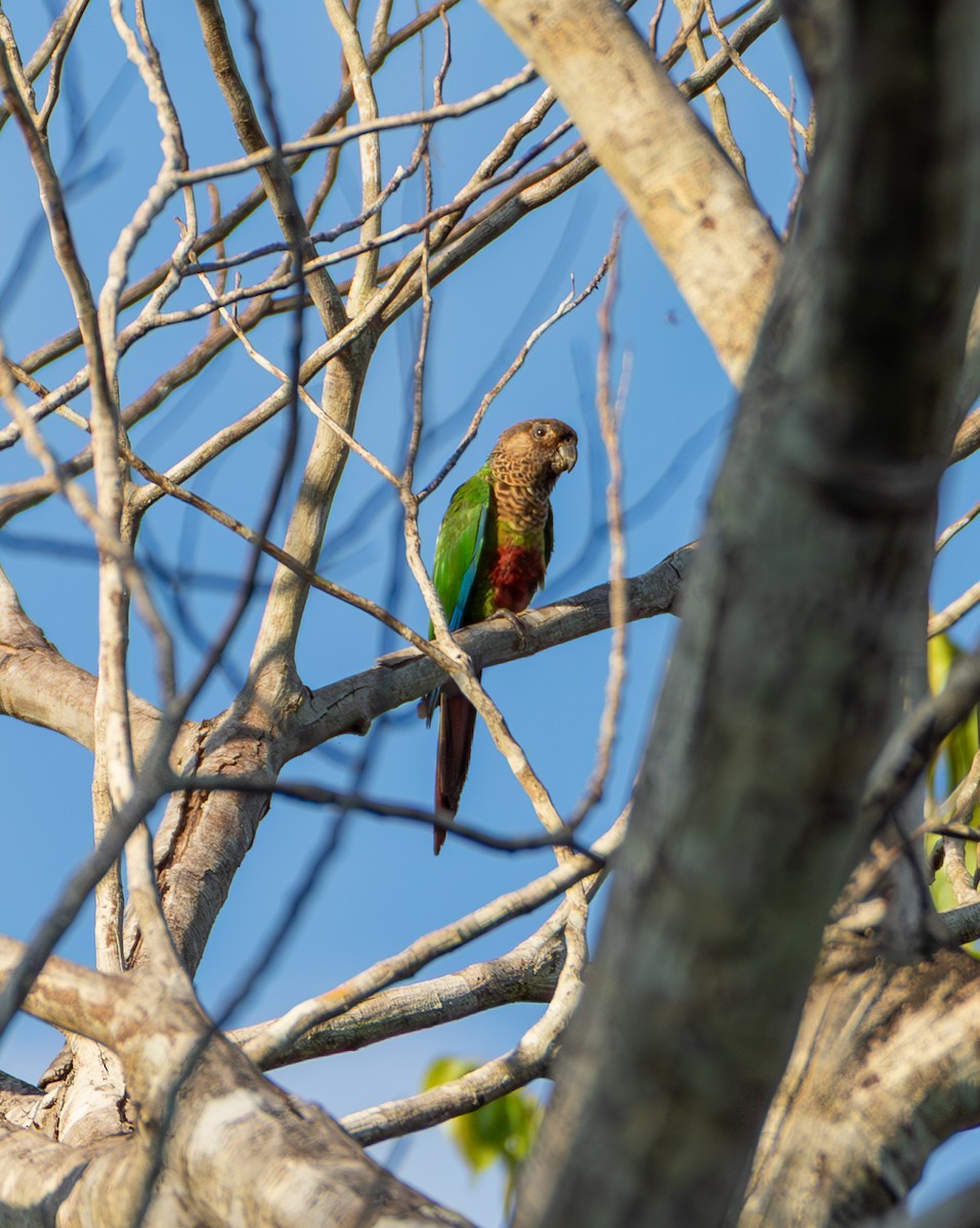 Bonaparte's Parakeet - ML635579949