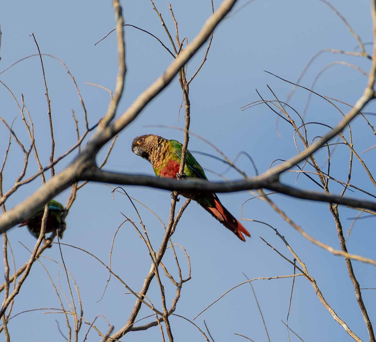 Bonaparte's Parakeet - ML635579950