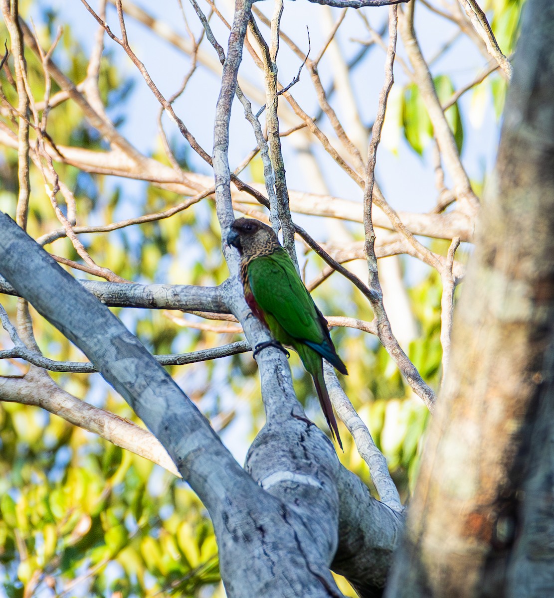 Bonaparte's Parakeet - ML635579951