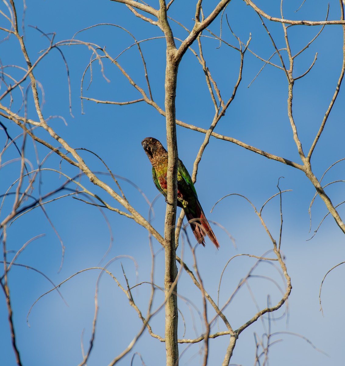 Bonaparte's Parakeet - ML635579952