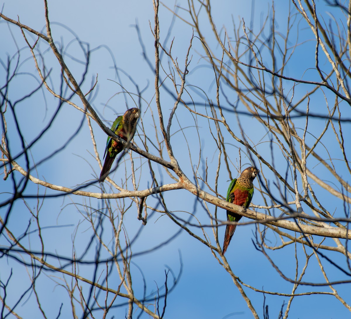 Bonaparte's Parakeet - ML635579953