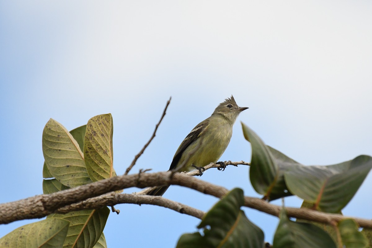 Plain-crested Elaenia - ML635580040