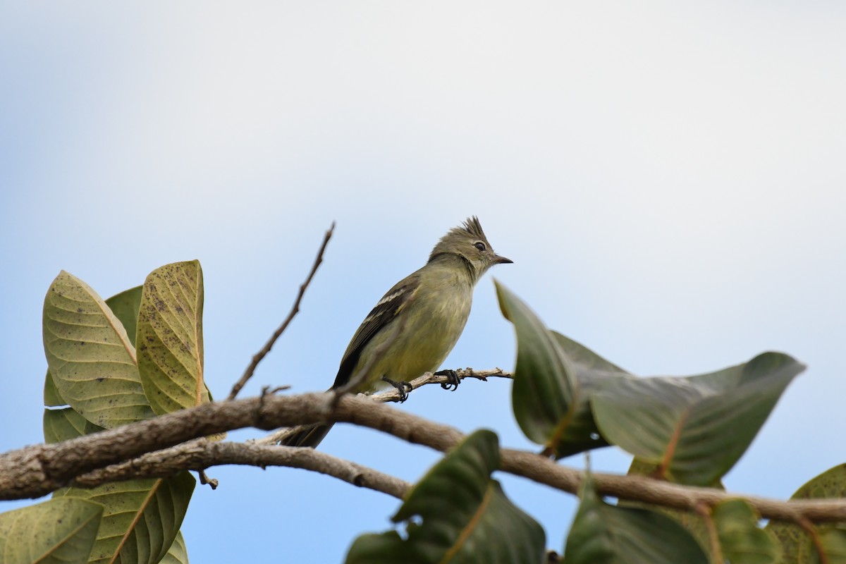 Plain-crested Elaenia - ML635580041