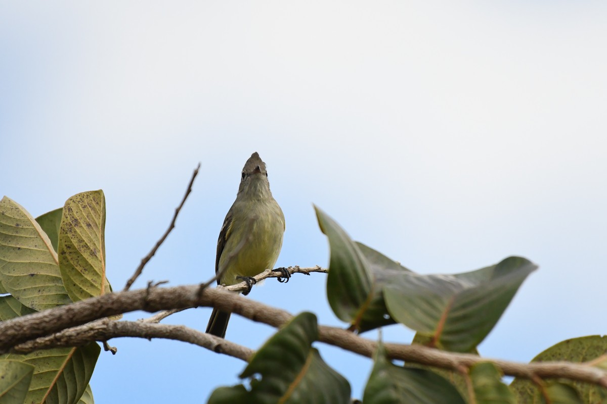 Plain-crested Elaenia - ML635580042