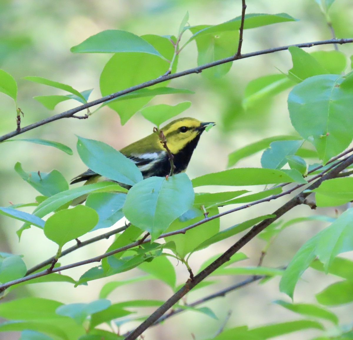 Black-throated Green Warbler - ML635580057