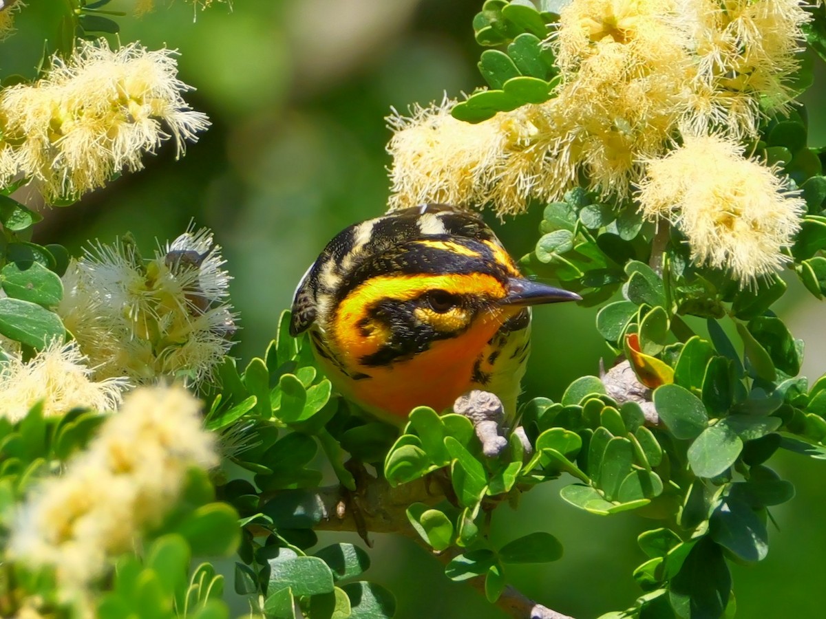 Blackburnian Warbler - ML635580064