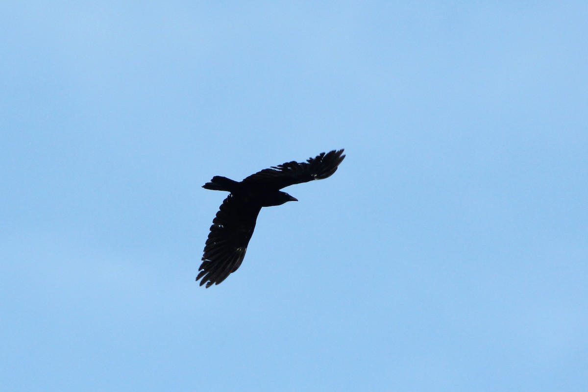 Fish Crow - ML635580238