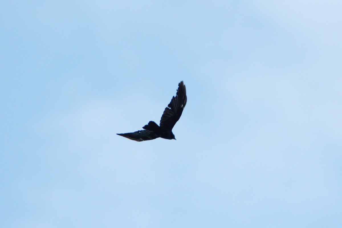 Fish Crow - ML635580241