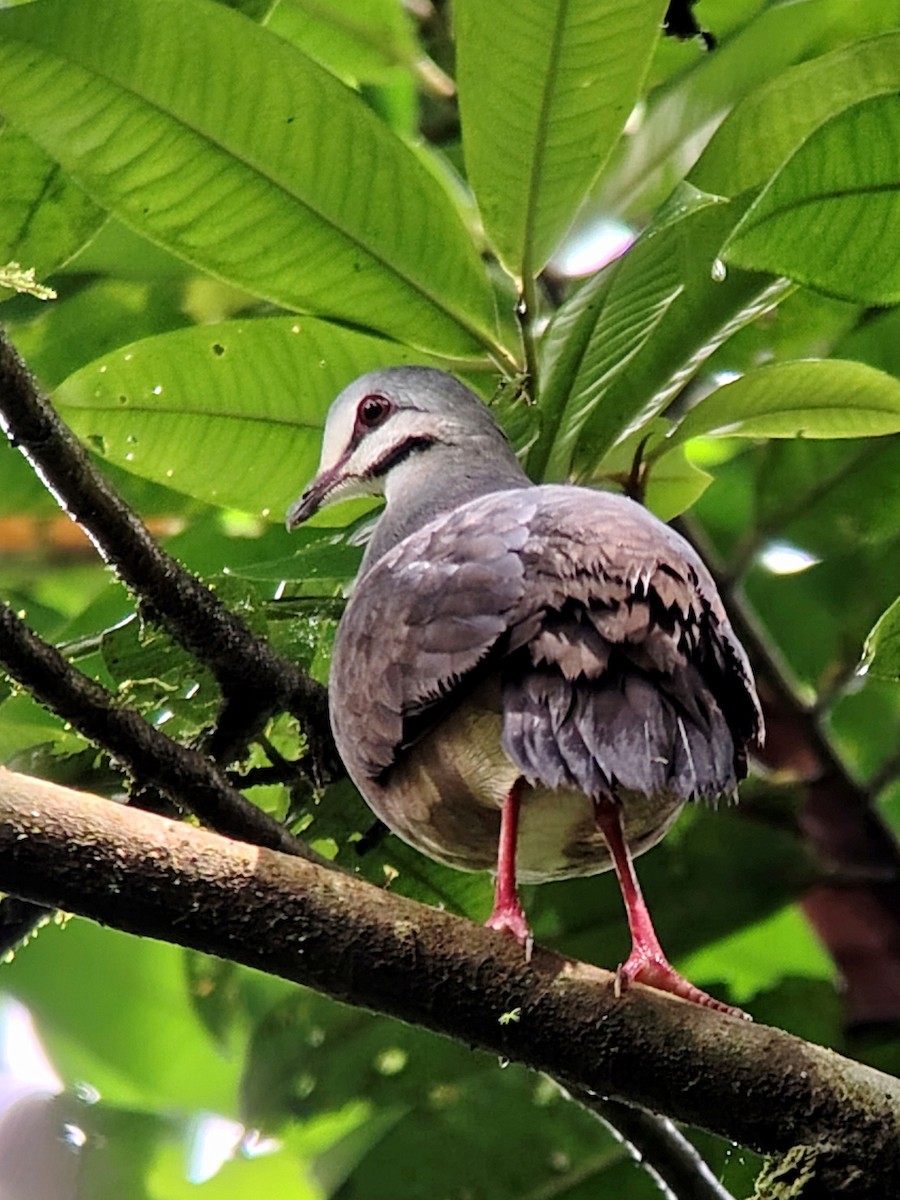 Purplish-backed Quail-Dove - ML635580247