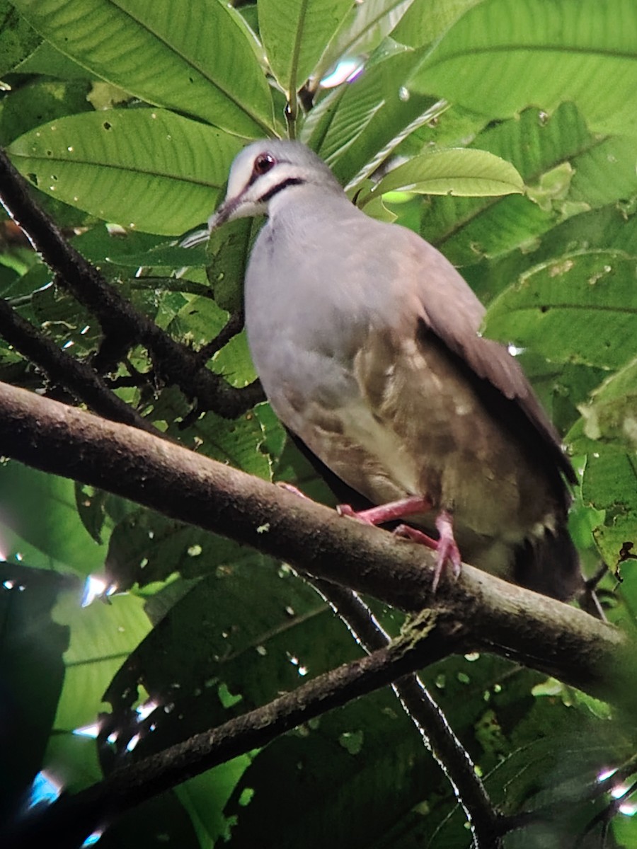 Purplish-backed Quail-Dove - ML635580248
