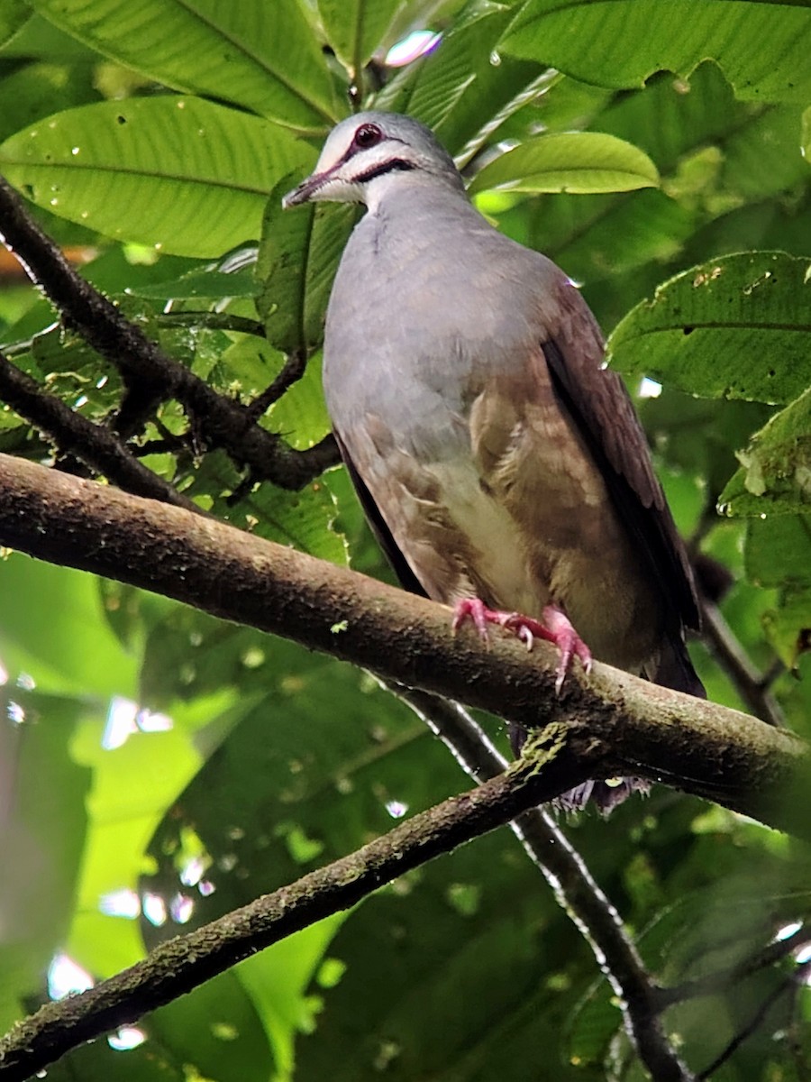 Purplish-backed Quail-Dove - ML635580249