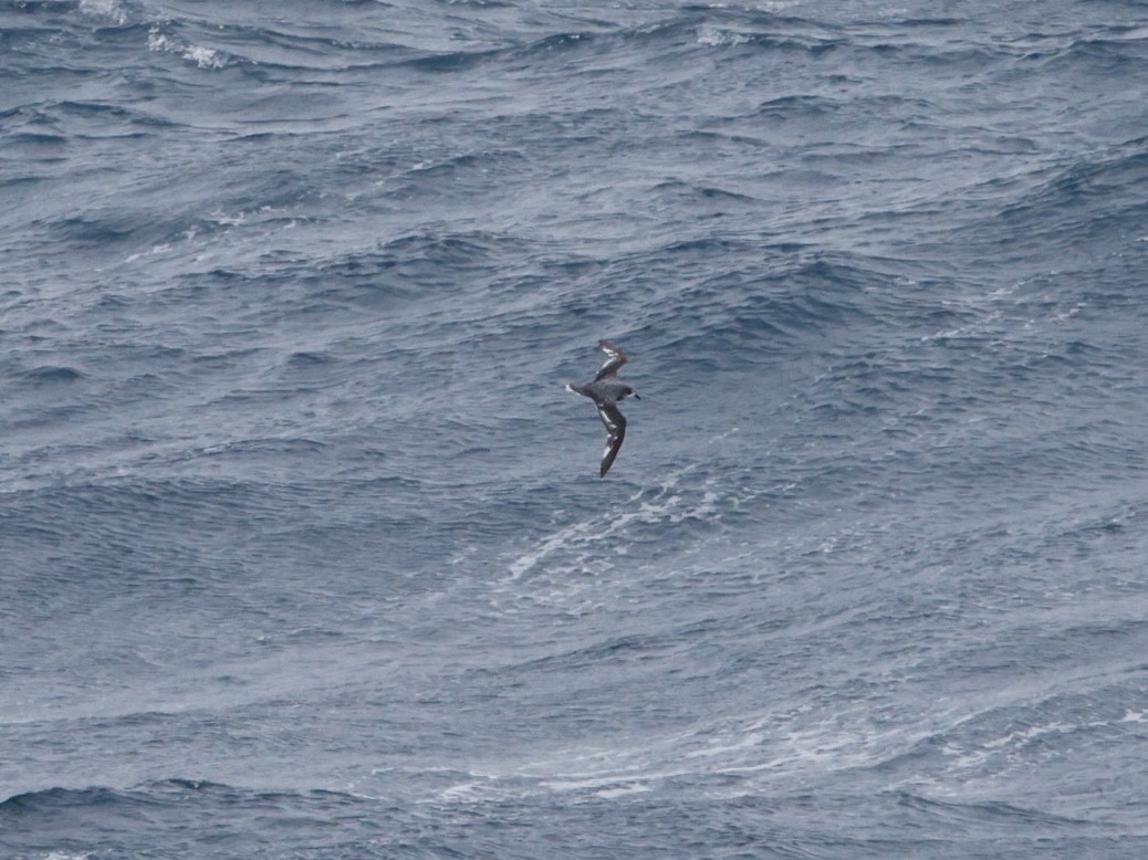Mottled Petrel - ML635580260