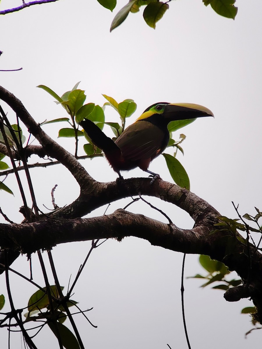 Yellow-eared Toucanet - ML635580381