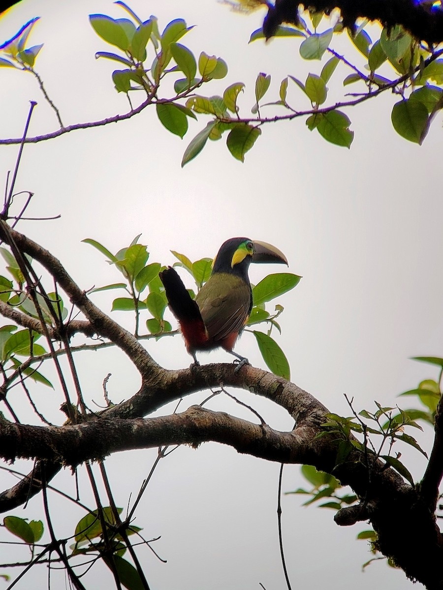 Yellow-eared Toucanet - ML635580383