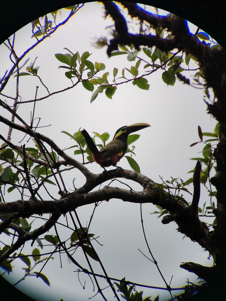 Yellow-eared Toucanet - ML635580384