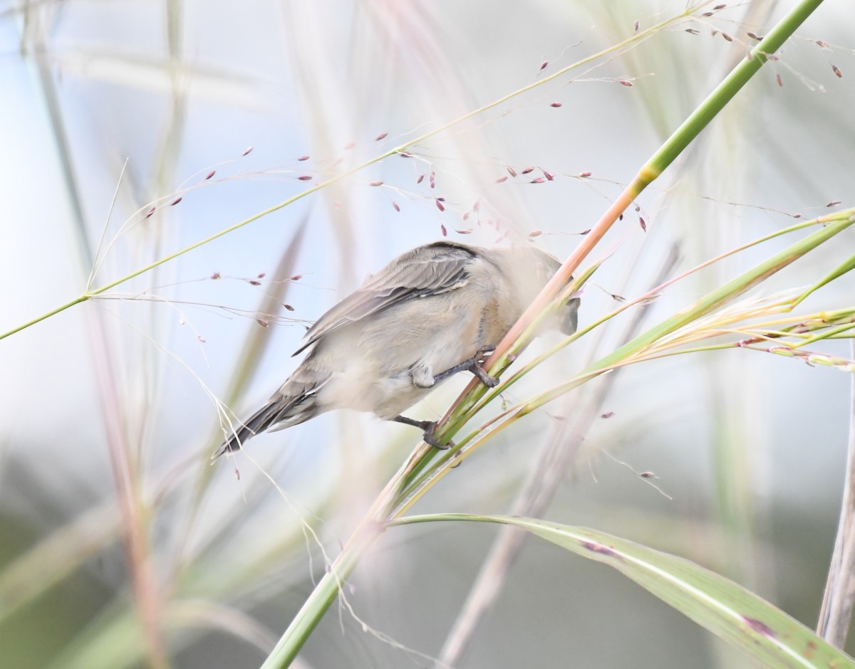 Pearly-bellied Seedeater - ML635580476