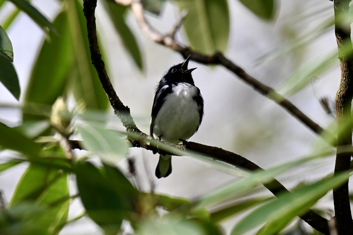 Black-throated Blue Warbler - ML635580558