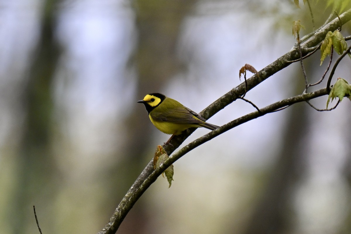Hooded Warbler - ML635580573