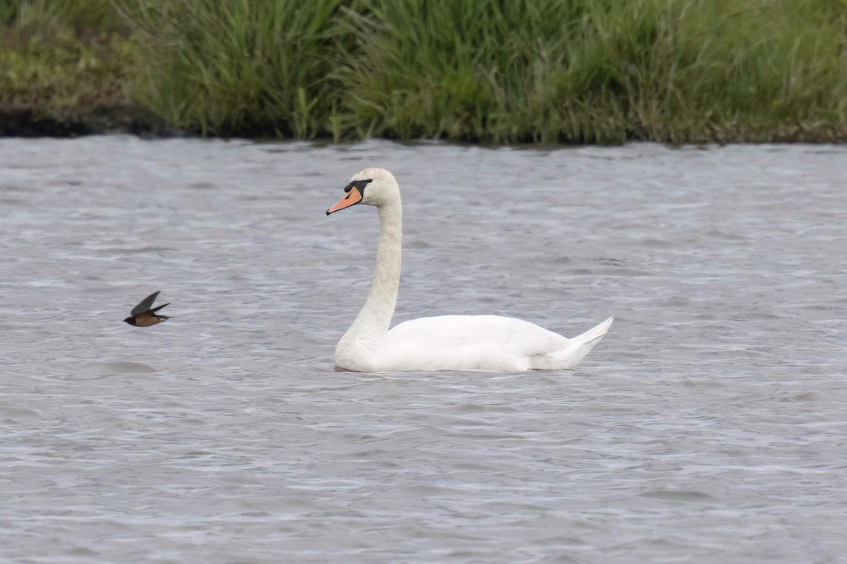 Хуруут хун - ML635580577