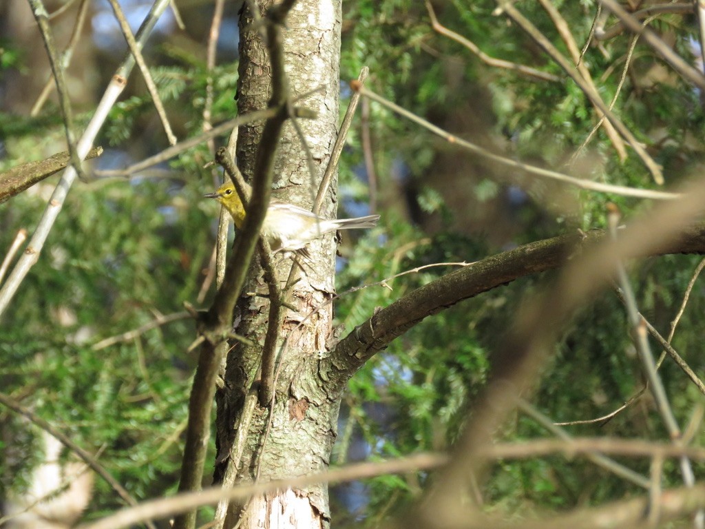 Pine Warbler - ML635580585