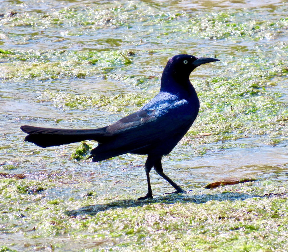 Boat-tailed Grackle - ML635580616