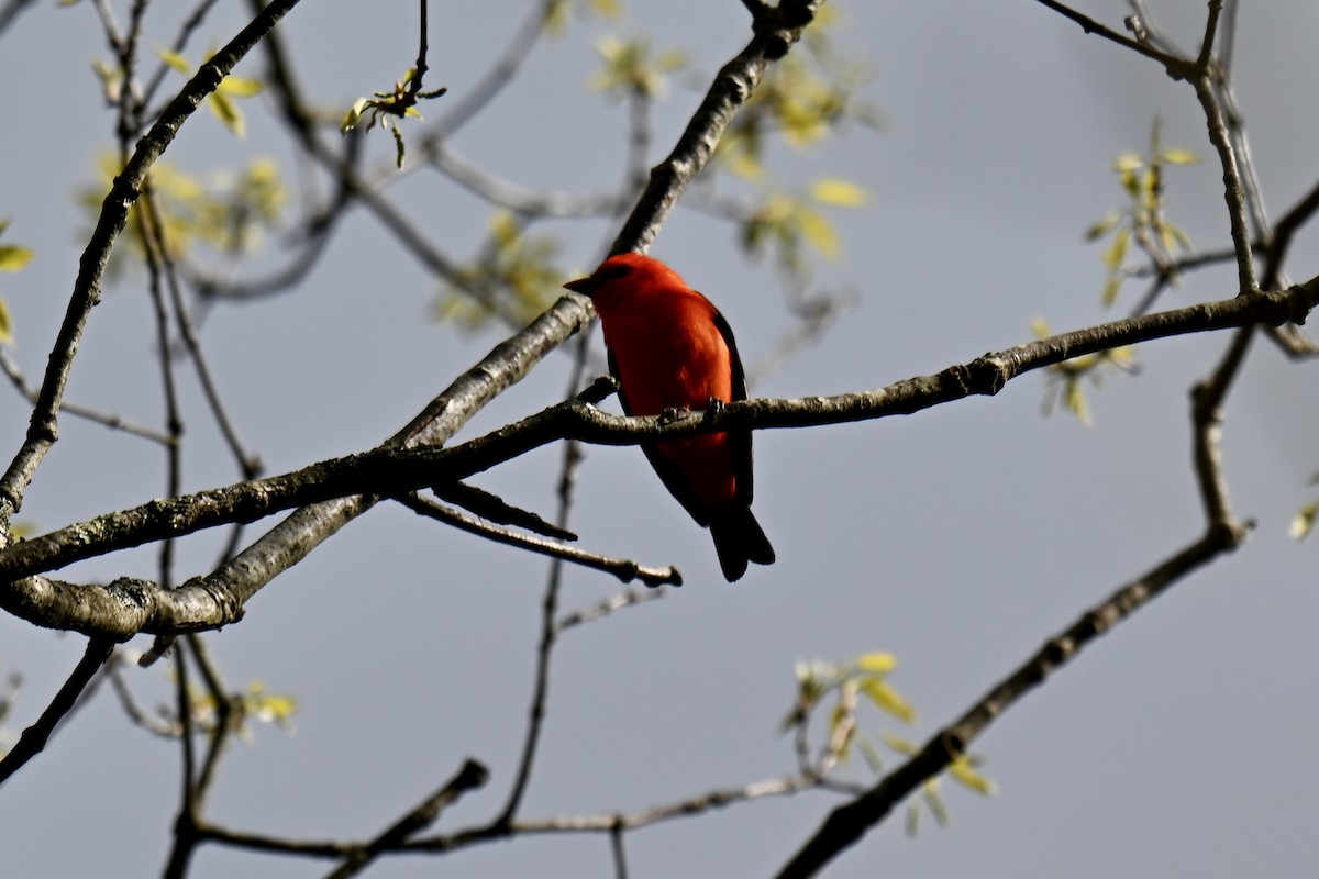 Scarlet Tanager - ML635580637